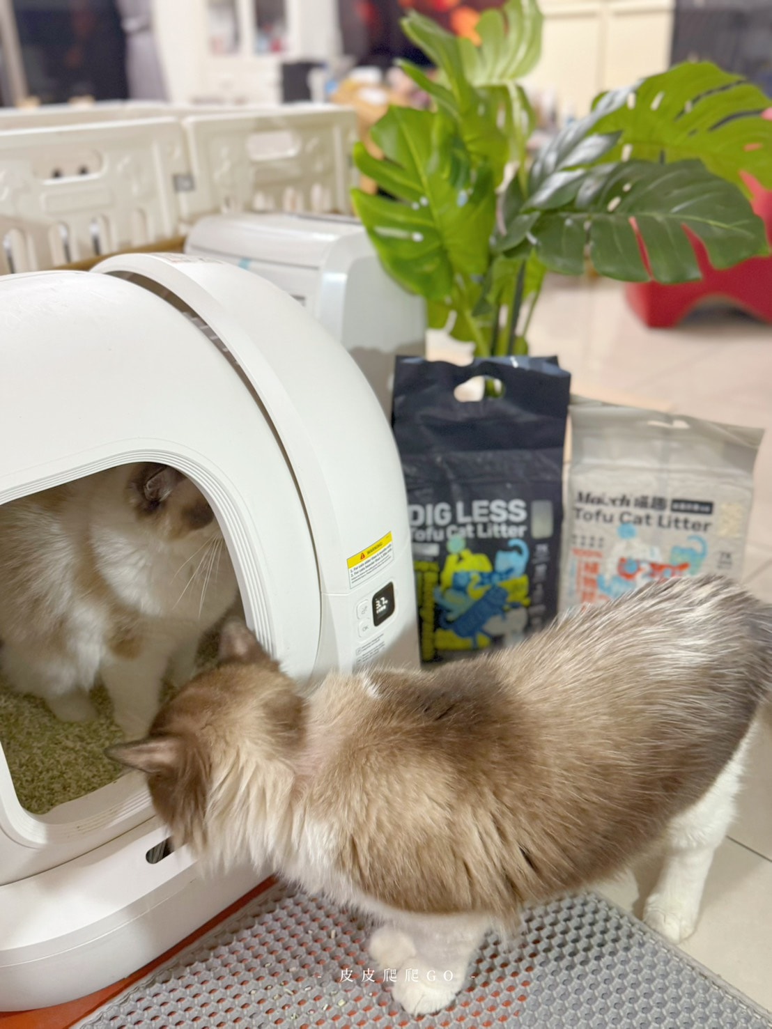 喵趣貓砂, 貓砂推薦, 豆腐貓砂推薦, 豆腐砂品牌推薦, 喵趣 Maoch, 貓砂種類, 無粉塵貓砂